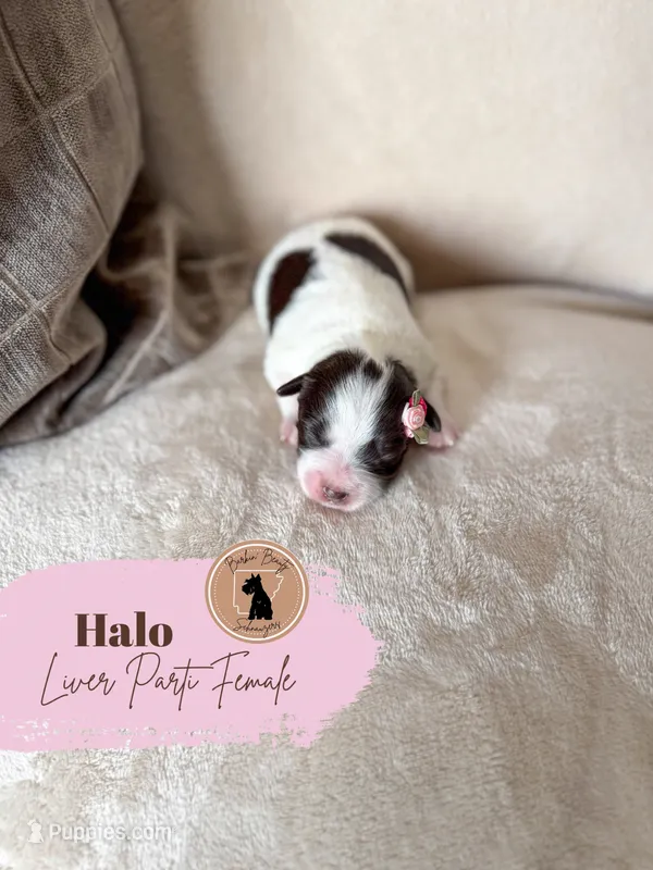 Halo - Liver Parti – Miniature Schnauzer puppy for sale in Moro, AR