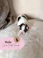 Halo - Liver Parti, a female Miniature Schnauzer for sale in Moro, AR – 1 of 4