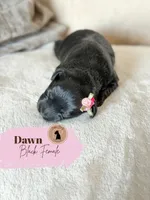 Dawn - Black Female, a female Miniature Schnauzer for sale in Moro, AR – 1 of 5