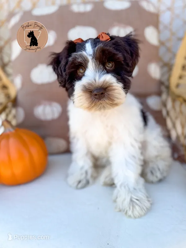 Halo - Liver Parti – Miniature Schnauzer puppy for sale in Moro, AR