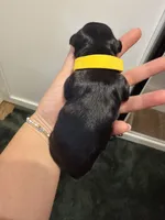 Dawn - Black Female, a female Miniature Schnauzer for sale in Moro, AR – 4 of 5