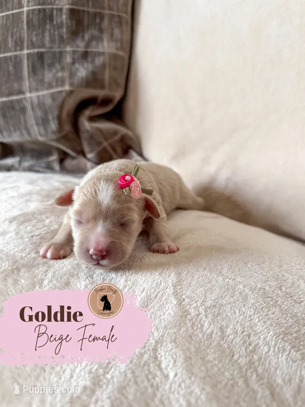 Goldie - Wheaten Female – Miniature Schnauzer puppy for sale in Moro, AR