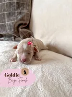 Goldie - Wheaten Female, a female Miniature Schnauzer for sale in Moro, AR – 1 of 5