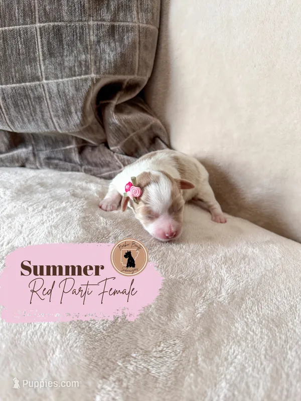 Summer - Wheaten Parti – Miniature Schnauzer puppy for sale in Moro, AR