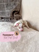 Summer - Wheaten Parti, a female Miniature Schnauzer for sale in Moro, AR – 1 of 5