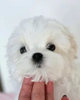 T-cup Female, a female Maltese for sale in Livermore, CA – Photo 5 of 5