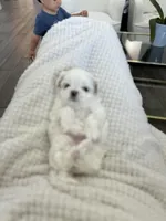 T-cup Female, a female Maltese for sale in Livermore, CA – Photo 4 of 5