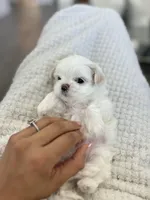 T-cup Female, a female Maltese for sale in Livermore, CA – Photo 2 of 5