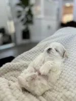 T-cup Female, a female Maltese for sale in Livermore, CA – Photo 1 of 5