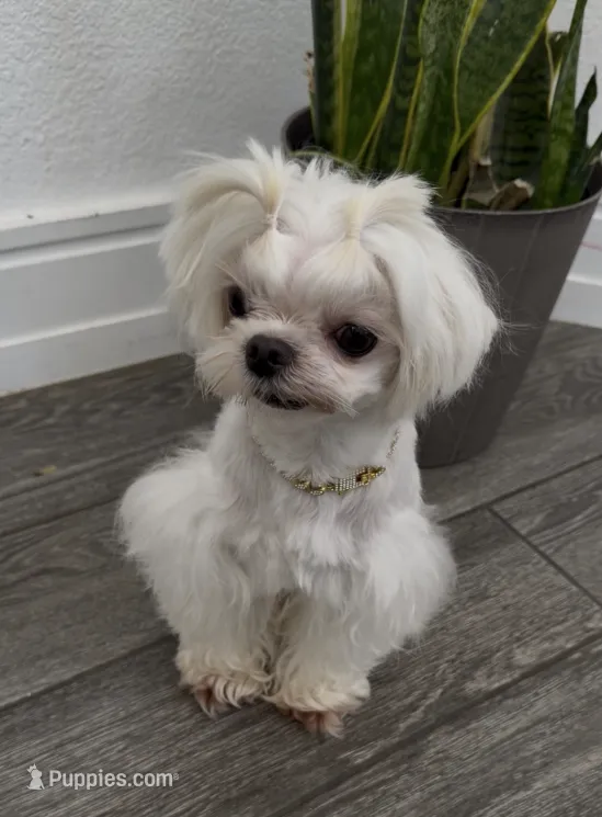 Steve – Maltese puppy for sale in Livermore, CA