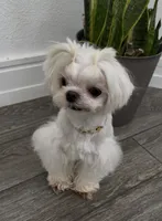 Steve, a male Maltese for sale in Livermore, CA – 1 of 2