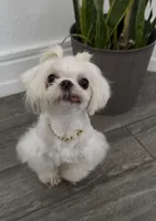 Steve, a male Maltese for sale in Livermore, CA – 2 of 2