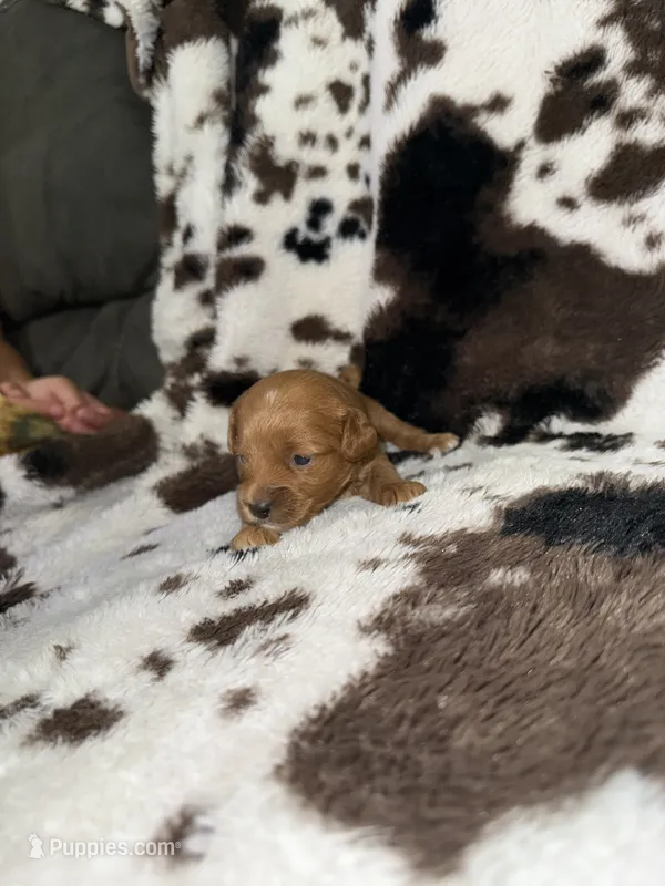 Princess  – Cavapoo puppy for sale in Cub Run, KY