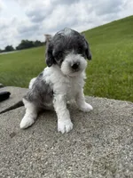 Tucker , a male Poodle - Miniature  for sale in Cub Run, KY – 2 of 5
