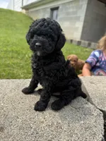 Midnight , a male Poodle - Miniature  for sale in Cub Run, KY – 4 of 4