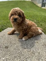 Dolly, a female Poodle - Miniature  for sale in Cub Run, KY – 3 of 3