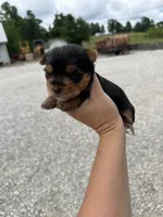 TINY, a male Yorkshire Terrier for sale in Cub Run, KY – 1 of 1