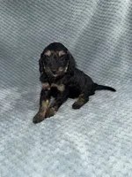 Elena, a female Cavapoo for sale in Cub Run, KY – Photo 1 of 7