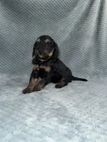 Elena, a female Cavapoo for sale in Cub Run, KY – Photo 5 of 7