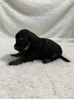 Elena, a female Cavapoo for sale in Cub Run, KY – Photo 3 of 7