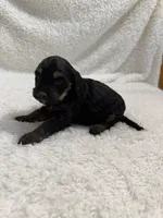 Elena, a female Cavapoo for sale in Cub Run, KY – Photo 4 of 7