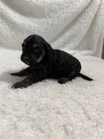 Elena, a female Cavapoo for sale in Cub Run, KY – Photo 2 of 7