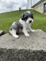 Tucker , a male Poodle - Miniature  for sale in Cub Run, KY – 1 of 5
