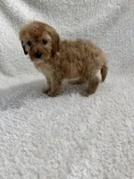 Elvis, a male Cavapoo for sale in Cub Run, KY – Photo 2 of 8