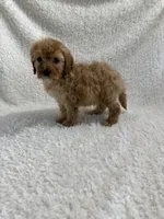 Elvis, a male Cavapoo for sale in Cub Run, KY – Photo 7 of 8