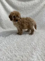 Elvis, a male Cavapoo for sale in Cub Run, KY – Photo 4 of 8