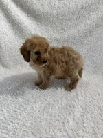 Elvis, a male Cavapoo for sale in Cub Run, KY – Photo 3 of 8