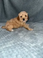 Elvis, a male Cavapoo for sale in Cub Run, KY – Photo 8 of 8