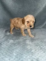 Elvis, a male Cavapoo for sale in Cub Run, KY – Photo 5 of 8