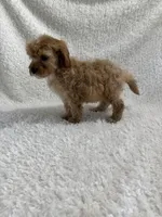 Elvis, a male Cavapoo for sale in Cub Run, KY – Photo 6 of 8