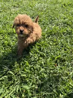 Lucy , a female Cavapoo and Poodle - Miniature  for sale in Cub Run, KY – 1 of 1