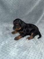 Ellie, a female Cavapoo for sale in Cub Run, KY – Photo 10 of 10