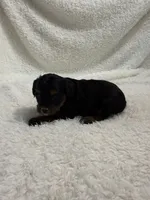 Ellie, a female Cavapoo for sale in Cub Run, KY – Photo 3 of 10