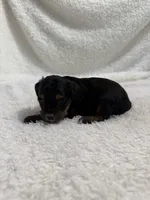 Ellie, a female Cavapoo for sale in Cub Run, KY – Photo 2 of 10