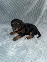 Ellie, a female Cavapoo for sale in Cub Run, KY – Photo 1 of 10