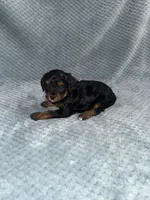 Ellie, a female Cavapoo for sale in Cub Run, KY – Photo 8 of 10