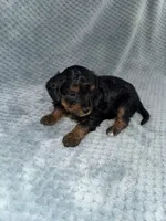 Ellie, a female Cavapoo for sale in Cub Run, KY – Photo 5 of 10