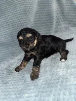 Ernie, a male Cavapoo for sale in Cub Run, KY – Photo 1 of 6