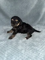 Ernie, a male Cavapoo for sale in Cub Run, KY – Photo 4 of 6