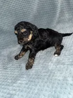 Ernie, a male Cavapoo for sale in Cub Run, KY – Photo 5 of 6