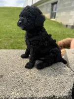 Midnight , a male Poodle - Miniature  for sale in Cub Run, KY – 2 of 4