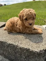 Max , a male Poodle - Miniature  for sale in Cub Run, KY – 2 of 3
