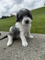 Tucker , a male Poodle - Miniature  for sale in Cub Run, KY – 3 of 5