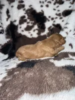 Princess , a female Cavapoo for sale in Cub Run, KY – 4 of 4