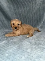 processed/bf9992e9-dcb5-47a0-b969-0e4b81a7dd94/listing/56357117-5657-424a-9312-1b5c7fbe8f5b/1b0c05b9-31d1-4341-a894-cabdc239375c