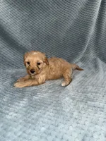 processed/bf9992e9-dcb5-47a0-b969-0e4b81a7dd94/listing/56357117-5657-424a-9312-1b5c7fbe8f5b/1bc82ab4-29d5-4c3b-bb28-48697bd744b9